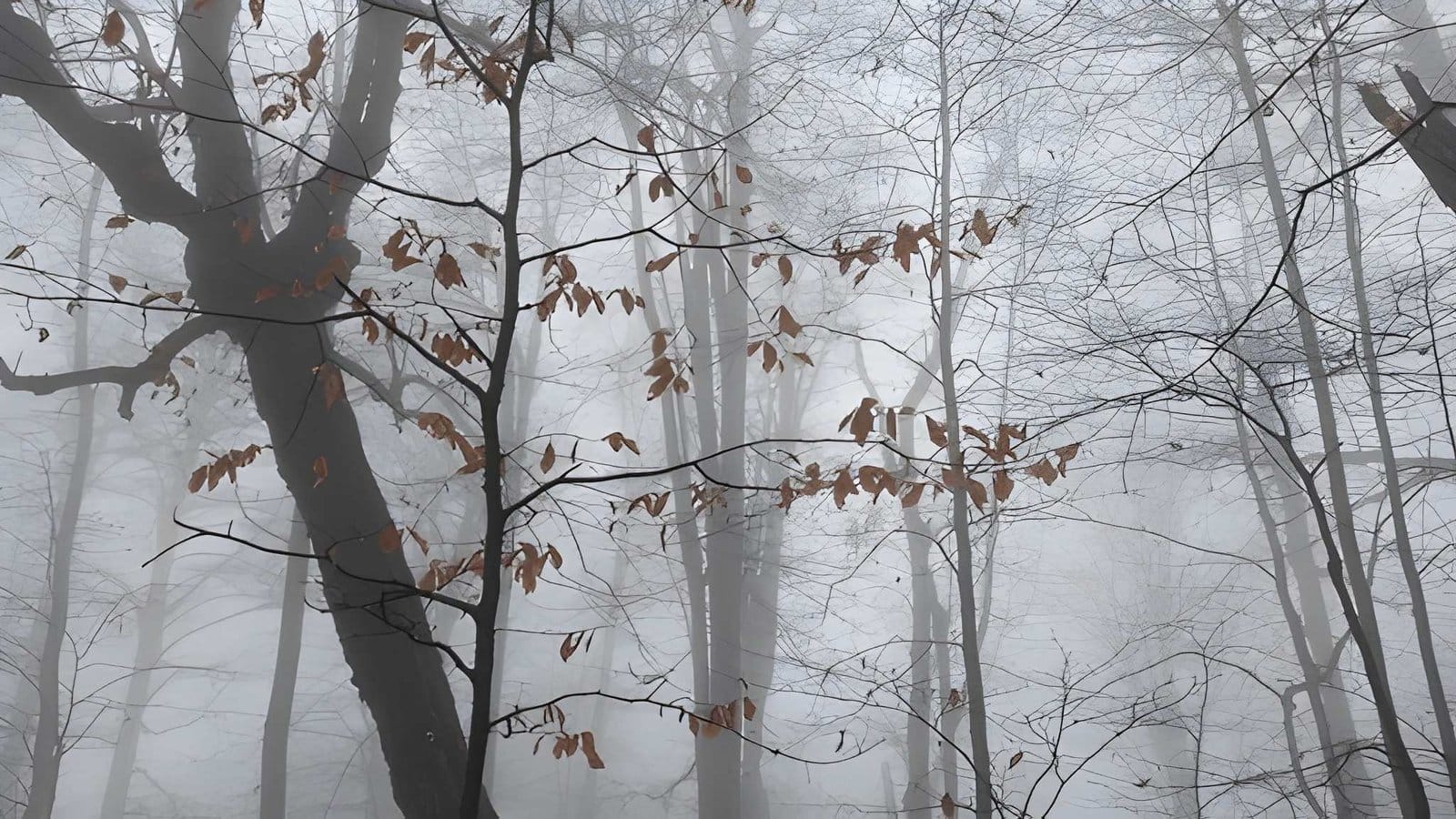 Çok dilli web sitesi yazılımı ve uluslararası SEO desteği.